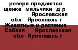 резерв:продаются 2 щенка (мальчики) д.р. 9.05.2017.  - Ярославская обл., Ярославль г. Животные и растения » Собаки   . Ярославская обл.,Ярославль г.